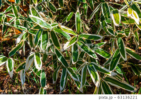 クマザサ　春 63136221