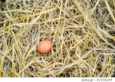 Chicken eggs on dry straw and copy space Chicken eggs on dry straw and copy space 63136244