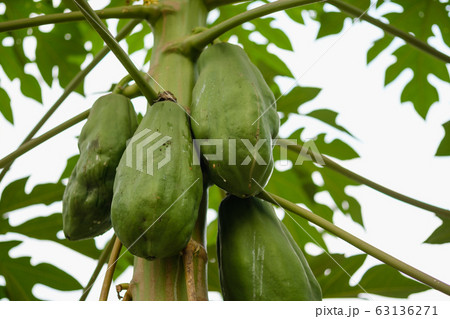 papaya on tree in garden 63136271