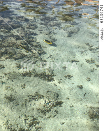 Raccoon Butterflyfish. Exotic underwater nature 63136741