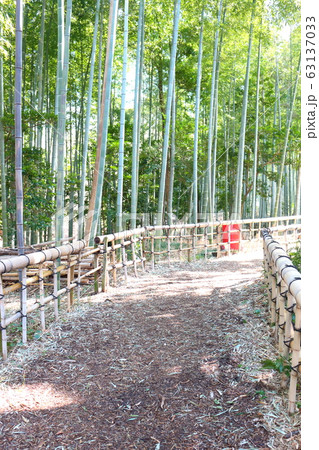 竹林の小道 63137033