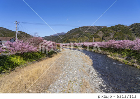 河津桜まつり 63137113