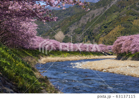 河津桜まつり 河津桜まつり 63137115