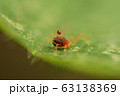 ハダニ　カタバミハダニ 63138369