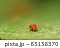 ハダニ　カタバミハダニ 63138370