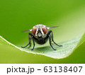 ハエ　蝿 63138407