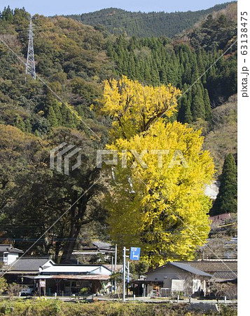 五木村宮園の大イチョウ 63138475