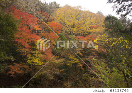 五木村下梶原紅葉 63138746
