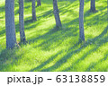 高原のカラマツ木立と若草 63138859