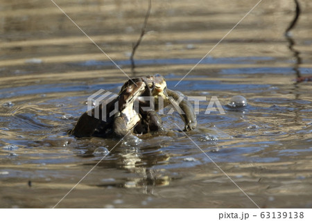 生き物 両生類 アズマヒキガエル 令和最初の蛙合戦 狭い池のあちこちで激しい戦いが続きますの写真素材