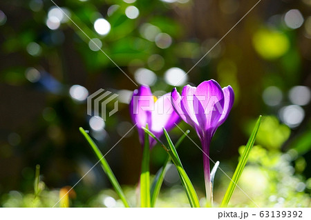 春・光の中のクロッカス９ 63139392