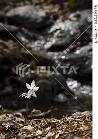 青肝 君風花 肝 63139546