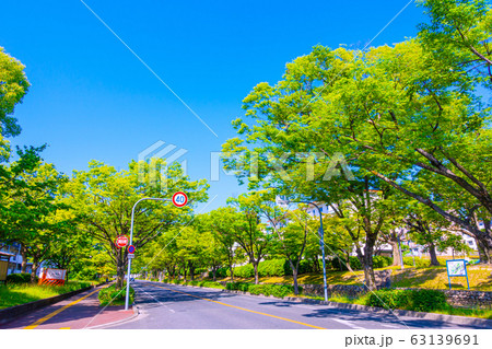 ケヤキの街路樹 ケヤキの街路樹 63139691