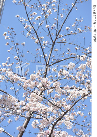 満開に咲いた名古屋城の桜 満開に咲いた名古屋城の桜 63139748