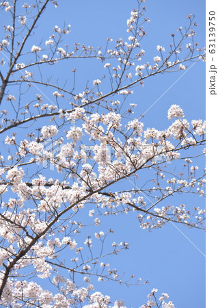 満開に咲いた名古屋城の桜 満開に咲いた名古屋城の桜 63139750