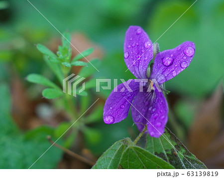 雨上がりのスミレの花(水滴つき) 雨上がりのスミレの花(水滴つき) 63139819