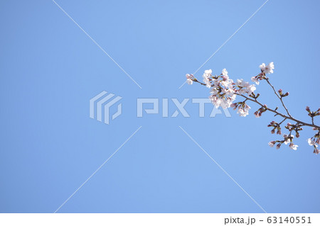 満開に咲いた名古屋城の桜 満開に咲いた名古屋城の桜 63140551