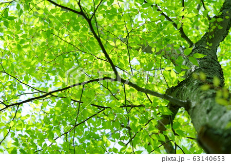 美しい新緑３ 63140653