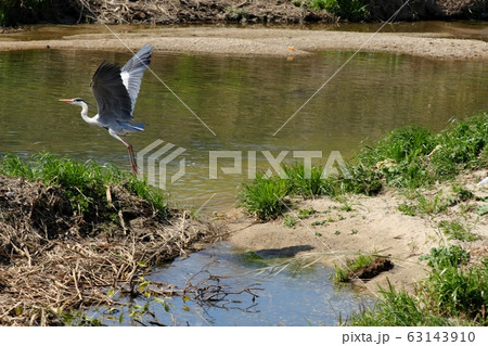 水辺の鳥：アオサギ：飛立ち 63143910