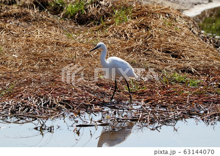 水辺の鳥：コサギ：天の川 63144070