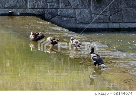 水辺の鳥：カルガモ＆カワウ：天の川 63144074