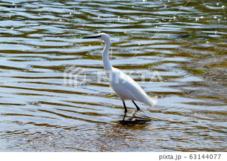 水辺の鳥：コサギ：天の川 63144077