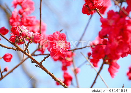 桃の花 63144613