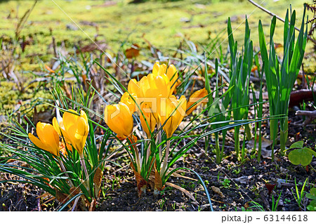 クロッカス 63144618