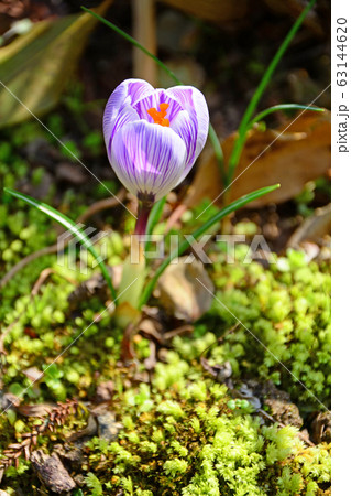 クロッカス クロッカス 63144620