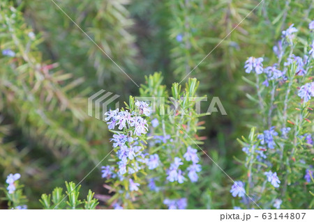 ローズマリーの花 63144807