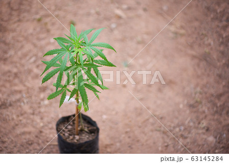 Marijuana growing in pot for planting marijuana 63145284