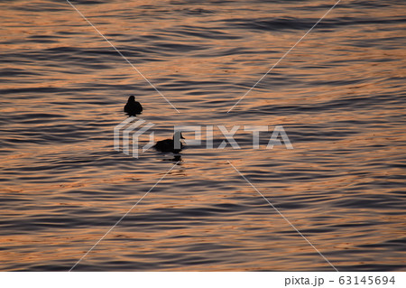 水面に揺れる鴨 63145694