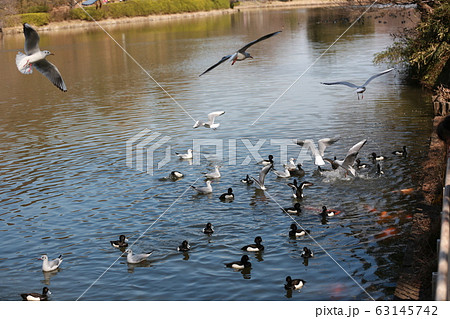 カモメとかも常井が共に泳ぐ 63145742