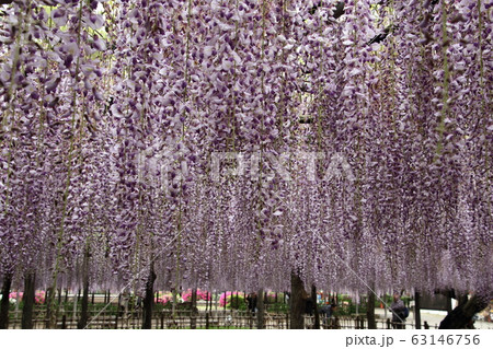 玉敷神社の大藤 63146756