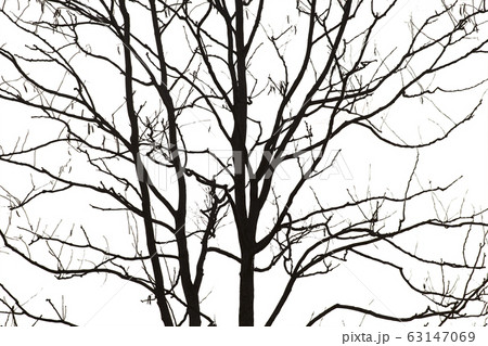 Dead branches , Silhouette dead tree or dry tree  63147069