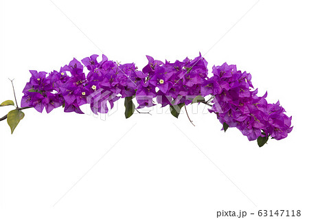 Bougainvilleas isolated on white background. Paper Bougainvilleas isolated on white background. Paper 63147118