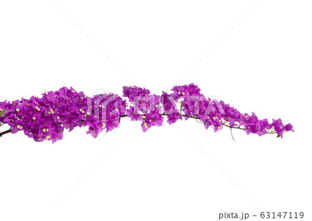Bougainvilleas isolated on white background. Paper 63147119