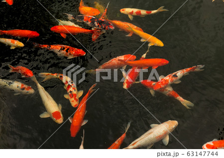 Japan carps koi. Red, orange and white fish swim in the water. 63147744