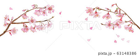 桜の枝　水彩 63148386