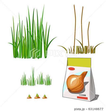 Set of stages of life of a agricultural plant green onion isolated on white background. Paper packaging for storage of seeds. Vector cartoon close-up illustration. 63148677