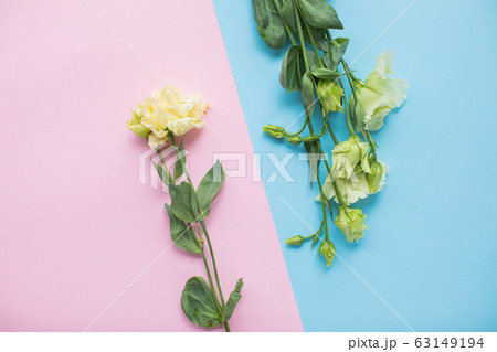 Beautiful eustoma on multicolored paper backgrounds with copy space. Spring, summer, flowers, color concept. Flower delivery 63149194