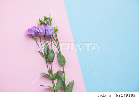 Beautiful eustoma on multicolored paper backgrounds with copy space. Spring, summer, flowers, color concept. Flower delivery 63149195