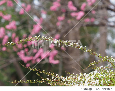 ユキヤナギ 63149467