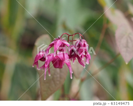 イカリソウ 63149475