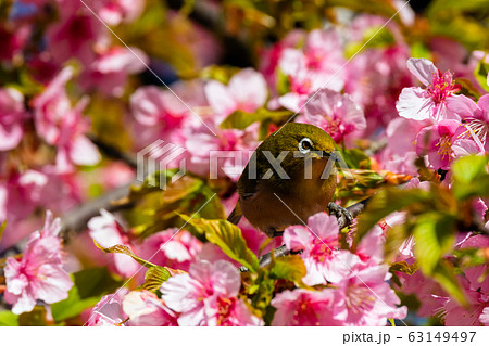 メジロと河津桜 63149497