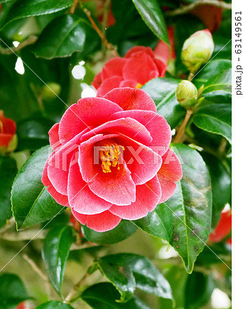 美しい椿（自然質感） 63149561