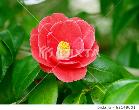 美しい椿（自然質感） 63149601