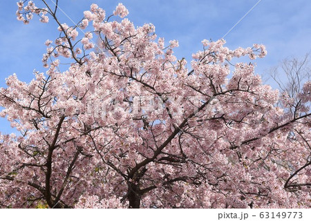 満開の桜 満開の桜 63149773