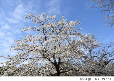 満開の桜 満開の桜 63149774