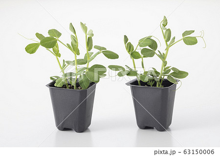 スナップエンドウの苗 63150006